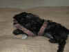 desipose.jpg (219686 bytes)