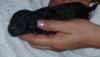 winslowbirthpic2.jpg (63659 bytes)