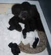zalovespups.jpg (197905 bytes)